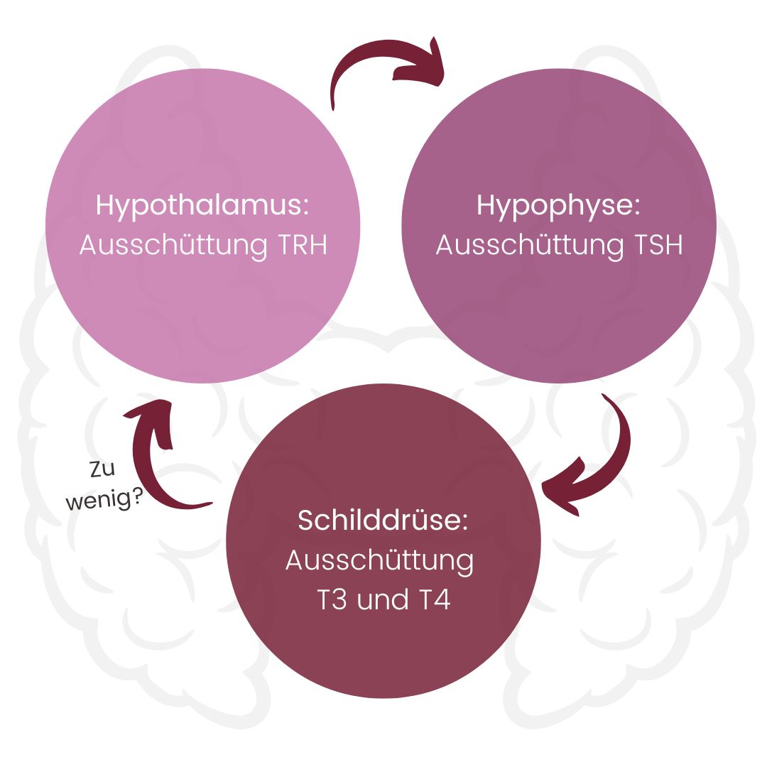 Ifogradik mit hormonellem Regelkreis der Schildddrüse