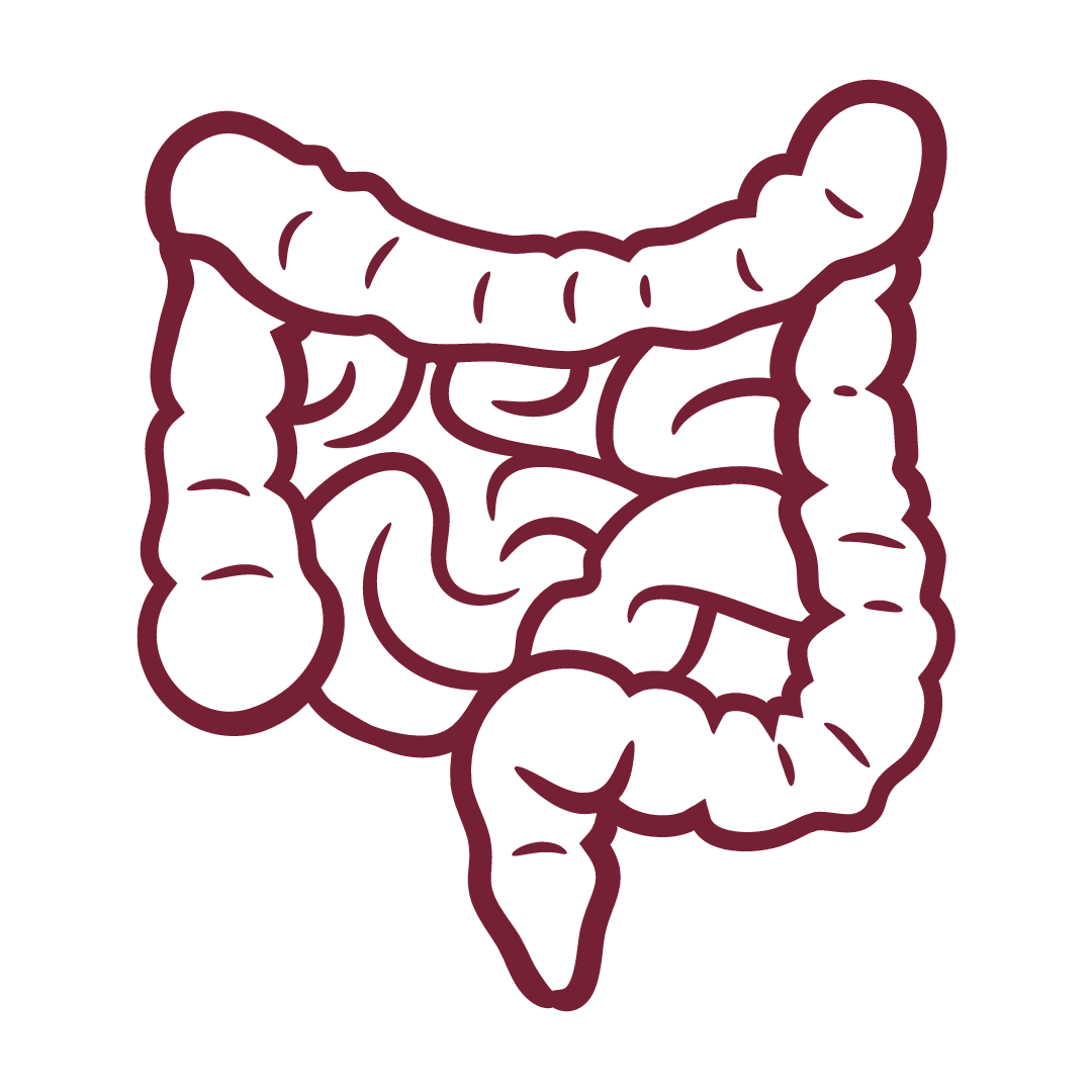Hashimoto dicker Bauch Darmflora: Bild eines Darms