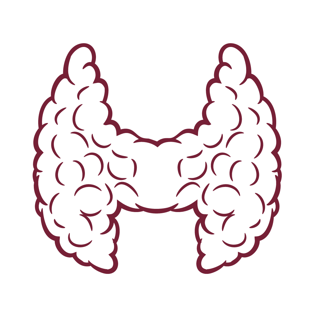 Hashimoto dicker Bauch Schilddrüsenwerte: Bild einer Schilddrüse